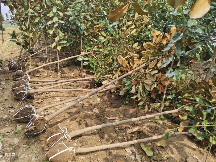 400棵广玉兰发货河南平顶山(图4)