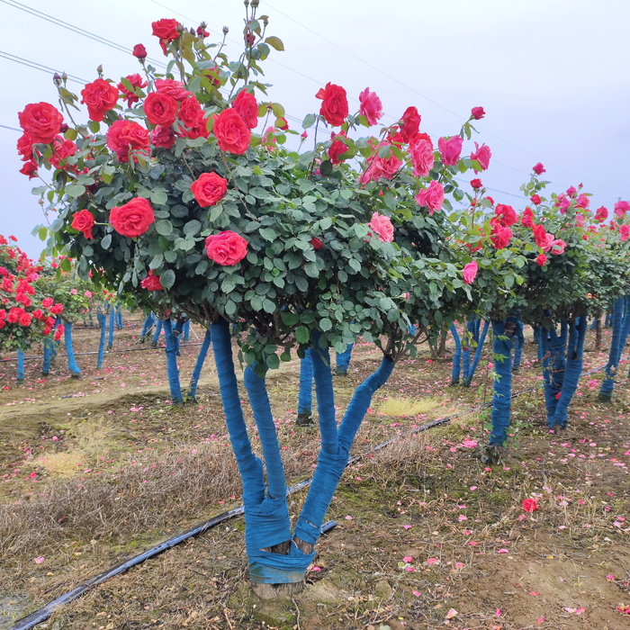 多杆古桩月季发货北京别墅庭院(图1)
