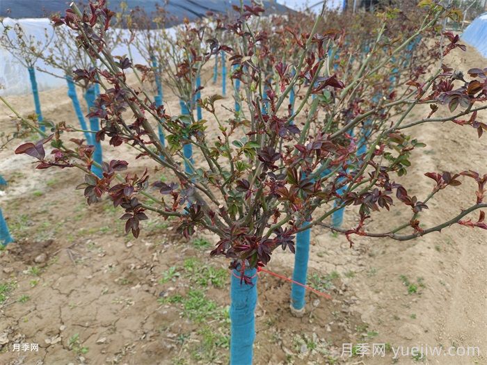 月季发芽了，叶片一碰就掉是什么问题？(图1)