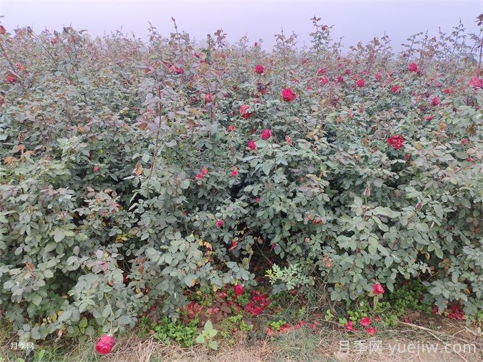 月季产生肥害，月季花施肥的正确方法是什么？  (图1)