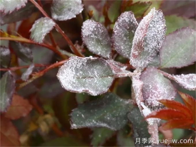 月季白粉病怎么防治？月季白粉病的原因和治疗(图2)