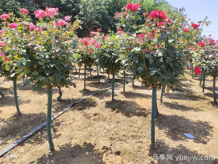 树状月季和园林植物栽植养护常见问题(图1)