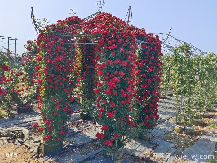 爬藤月季怎么牵引到墙壁上？轻松做月季花墙(图1)