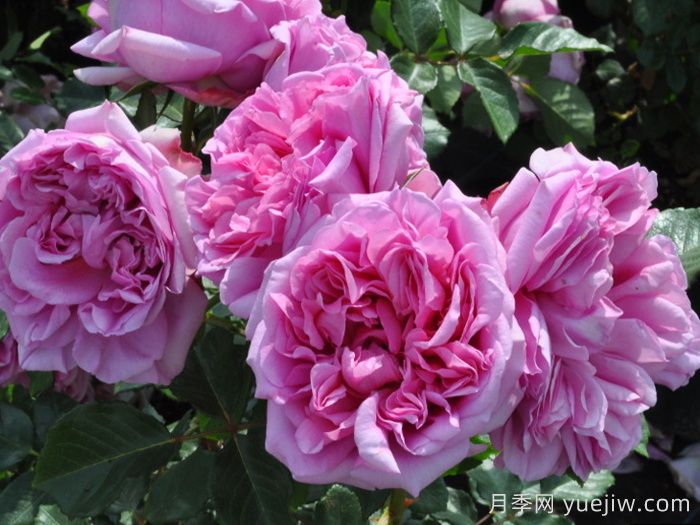 月季推荐，庞巴度月季(图1)