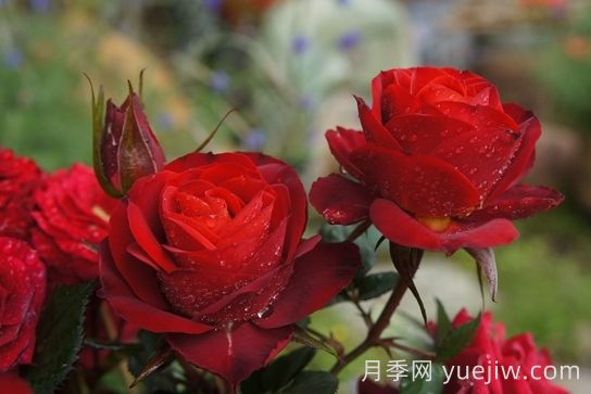 月季推荐，日蚀王阳台月季(图1)