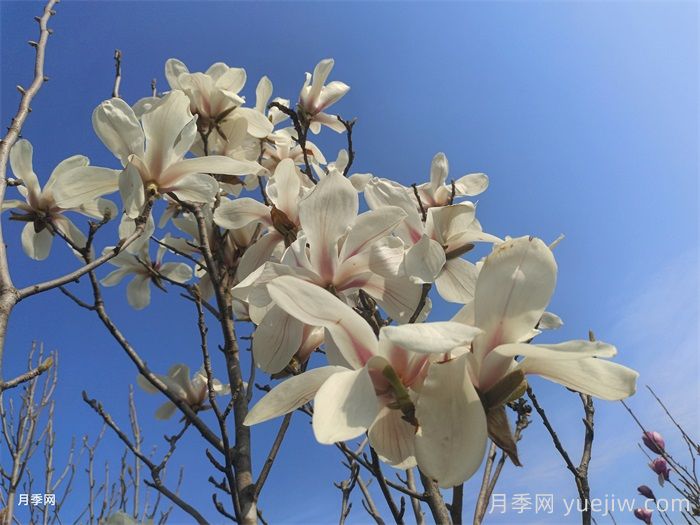 诗歌寄语玉兰花(图1)