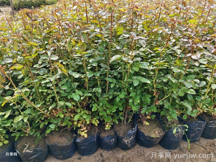 春季苗木移栽没有成活，总结苗木死亡的八大原因(图1)