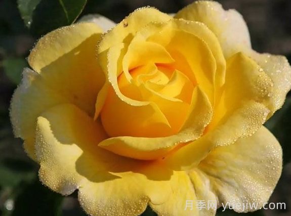 月季推荐，阳光少女月季(图1)