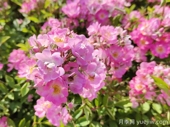 打造露台花园的五个小技巧(图1)