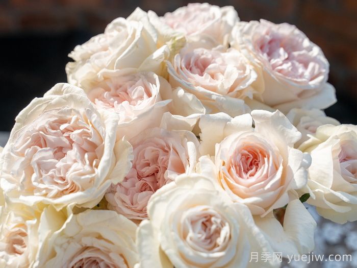 天狼家香气四溢的月季清单，让花园充满浪漫气息！(图1)