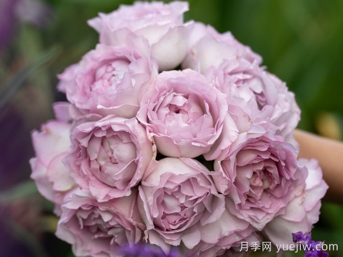 天狼家香气四溢的月季清单，让花园充满浪漫气息！(图5)