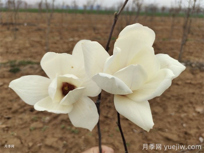 六种玉兰介绍：白玉兰、紫玉兰、二乔玉兰、望春玉兰、飞黄玉兰、宝华玉兰(图1)