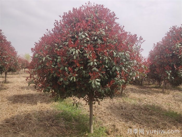 公园常见植物配置表(图2)