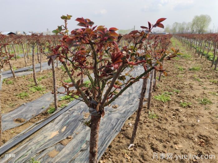 春天月季苗移栽后迟迟不发芽？是什么原因？(图1)