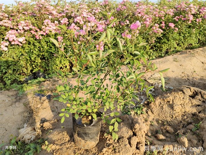 月季有三个坑，养月季花有哪三怕？(图2)