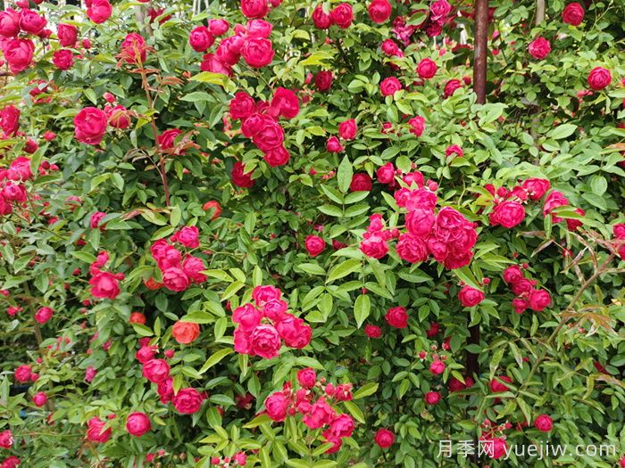 推荐13个藤本植物爬到花墙，开出一片花海(图2)