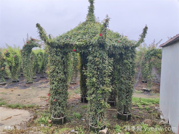 月季花亭/月季凉亭(图2)