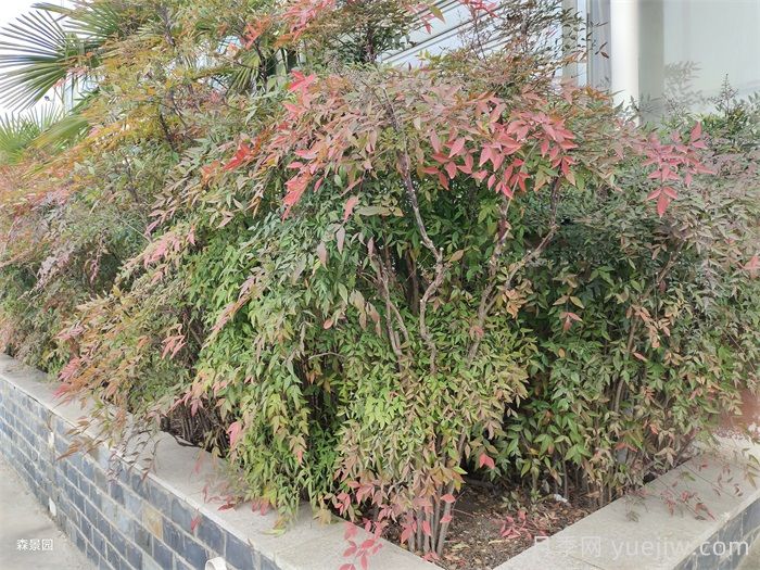 植物介绍：南天竹(图1)