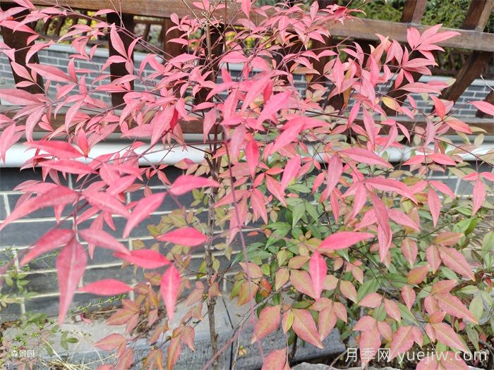 治愈系庭院花园植物，设计师必知的植物分享！(图1)