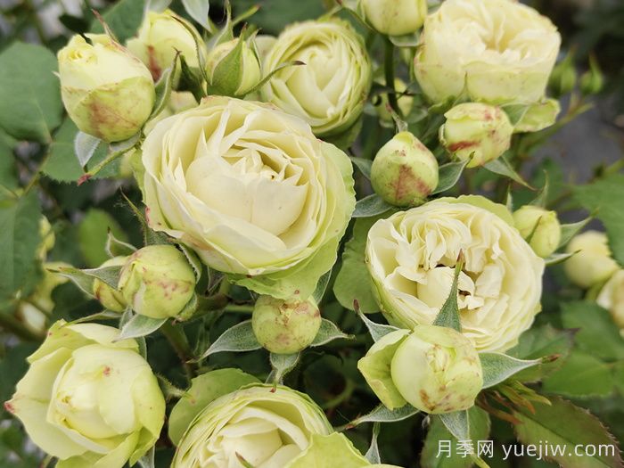 月季养护专家告诉你如何有效给月季施肥(图1)