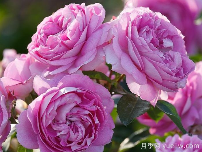 切花月季的病虫害防治(图1)