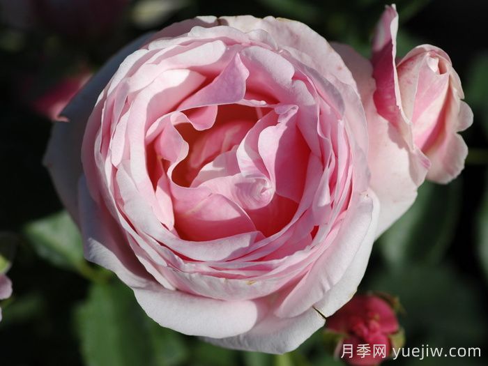 月季推荐，戴尔巴德情书月季(图1)