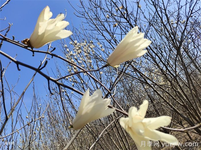 玉兰花开，七个玉兰品种推荐(图1)