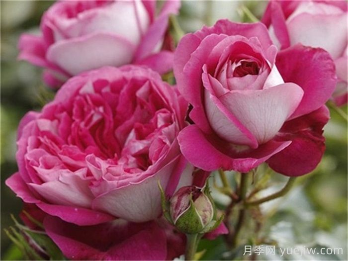 月季推荐，美心月季(图1)