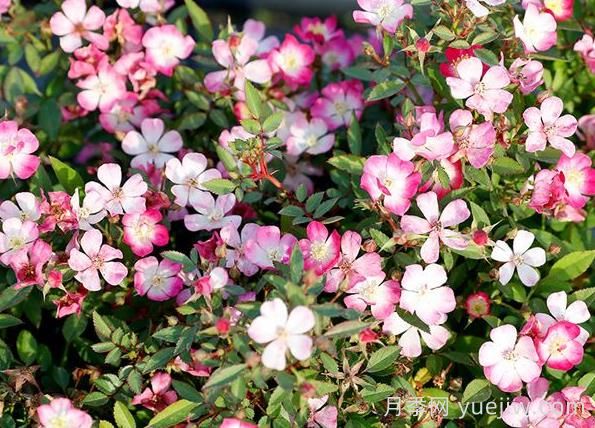 月季推荐，杏花雨(图1)