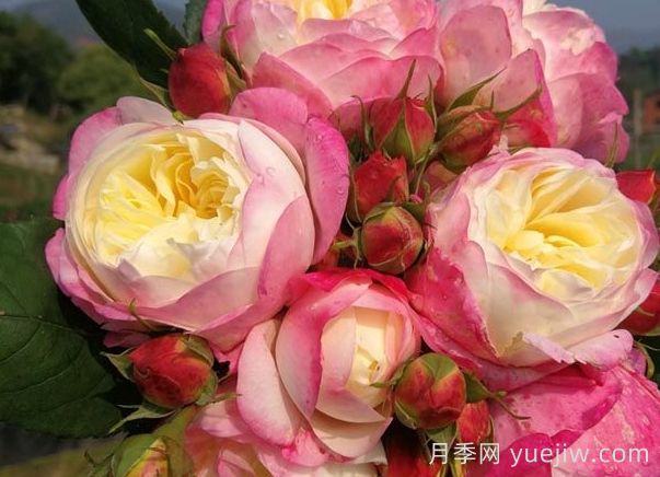 月季推荐，和室月季(图1)