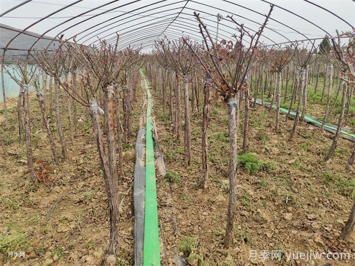 三月要把握苗木移栽补栽的好时机(图1)