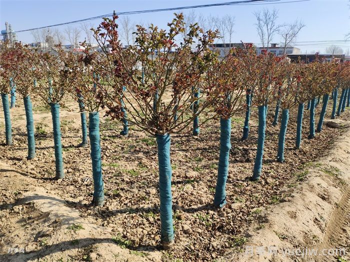 3月份不同地区月季管理的三个要点(图1)