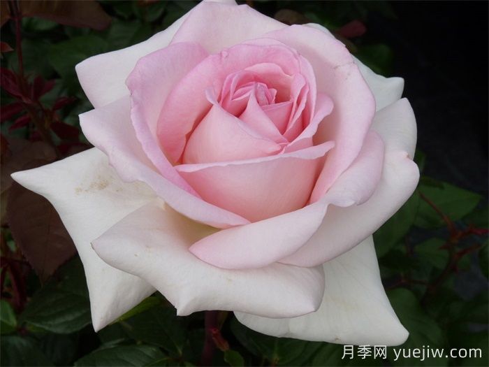 月季推荐，园艺王子月季(图1)