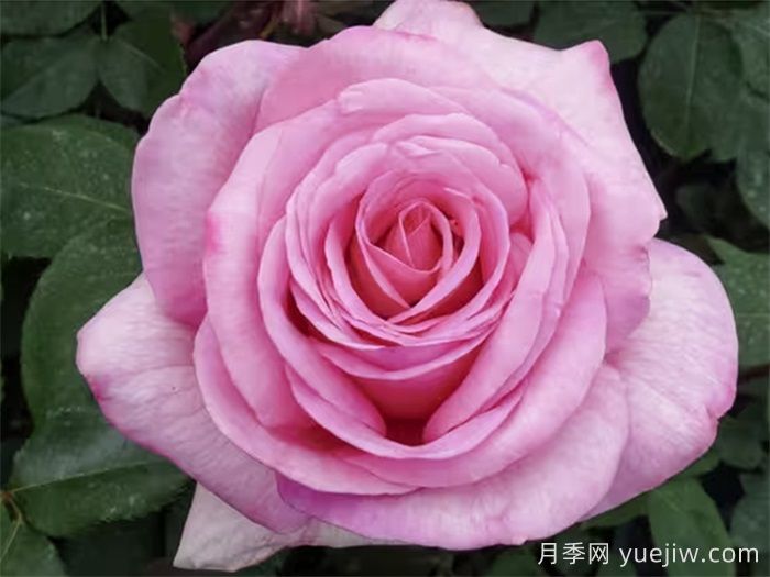 月季推荐，甜蜜诉说月季(图1)