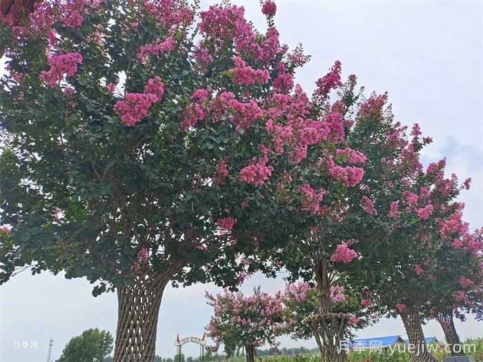 百日红移栽的上佳时机，成活率杠杠的(图1)