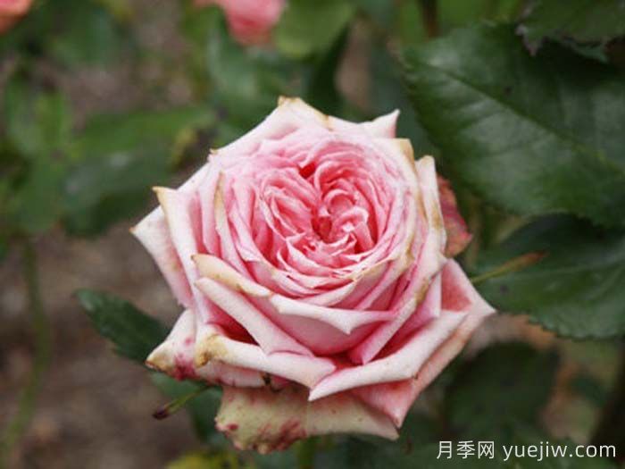 伊尔塞塔月季/拉瑟西斯塔(图1)