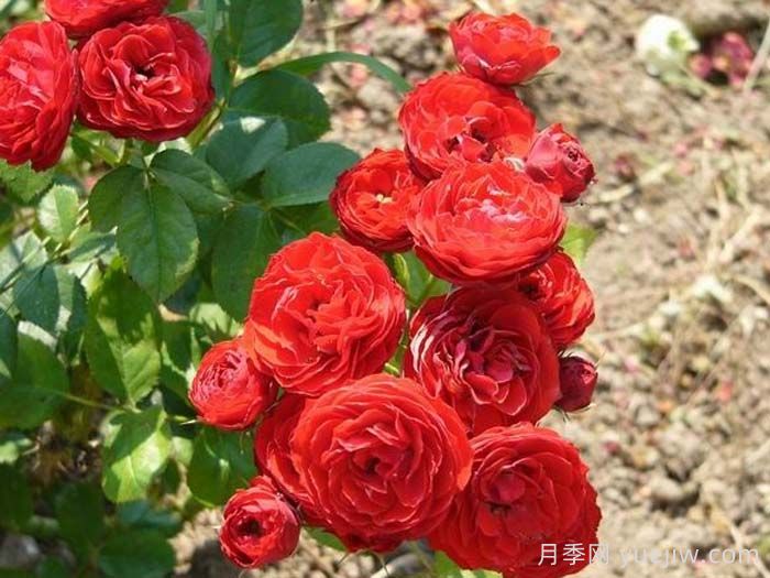 克里扎雅诺什的纪念月季(图1)