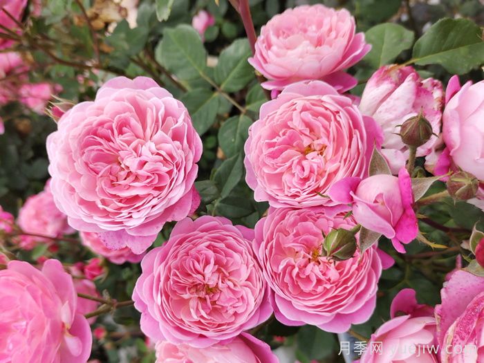 花卉市场月季十元一盆，为何网购月季苗要五十一盆？(图2)