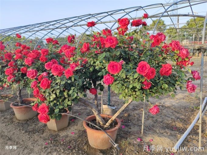 月季花的繁殖栽培和养护管理(图2)