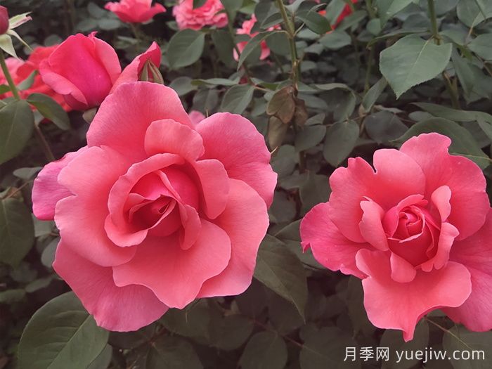 河北河间的树状月季美翻了，兴村致富新路子(图2)