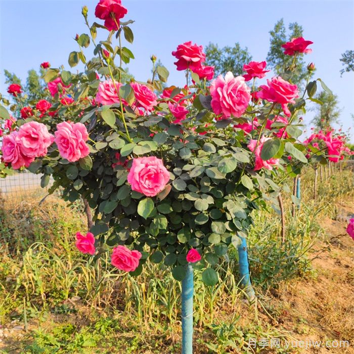 树状月季花怎么浇水和施肥？(图1)