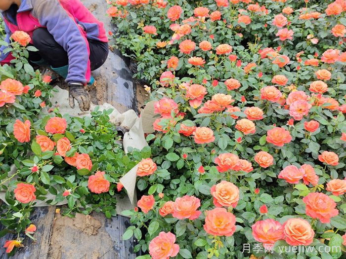 月季叶子被虫吃了用什么药防治？(图1)