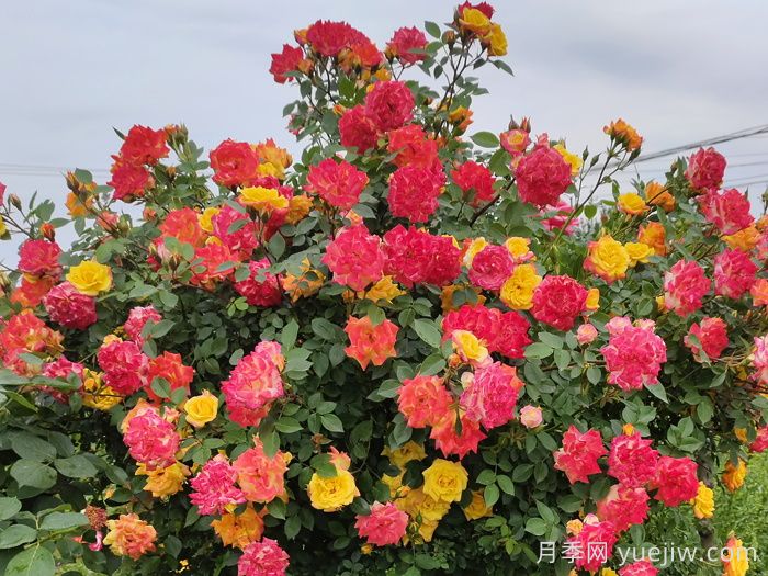 藤彩虹月季是开一季还是多季开花？(图1)