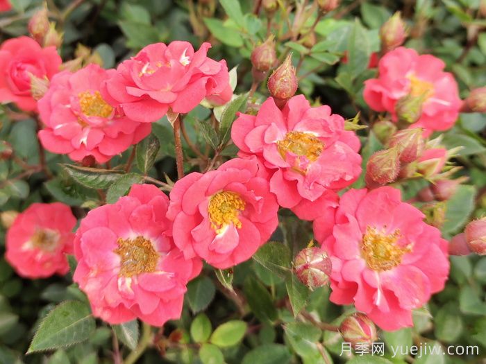 精选赞美月季的诗词十首(图2)