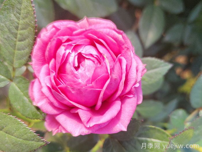 精选赞美月季的诗词十首(图3)