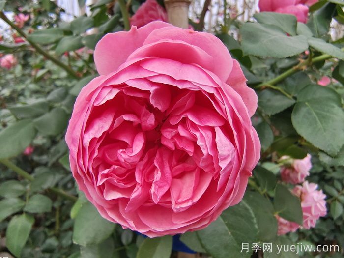 精选十首赞美月季花的古诗词，梦回唐宋看月季花开！(图1)