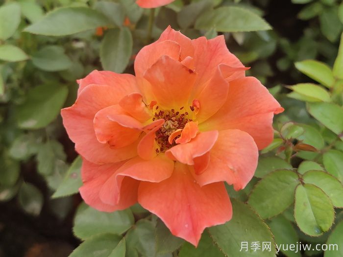 精选十首赞美月季花的古诗词，梦回唐宋看月季花开！(图2)