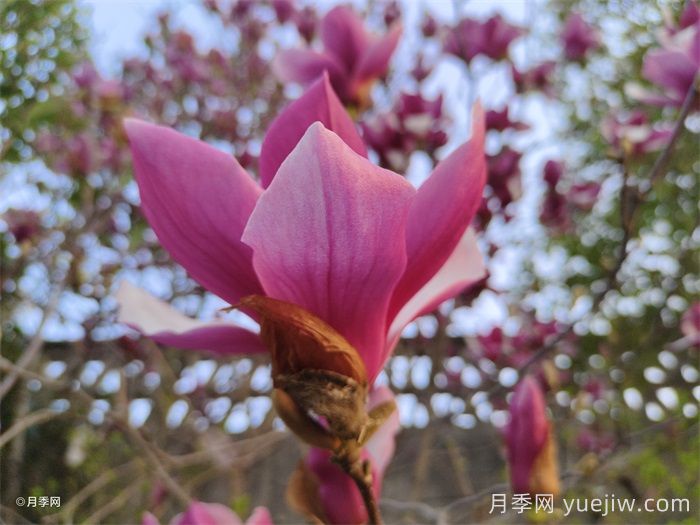 南召县皇后乡玉兰苗木产业飘香致富路(图1)