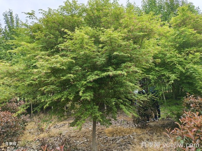 紫玉兰树和鸡爪槭树的介绍与价格(图2)