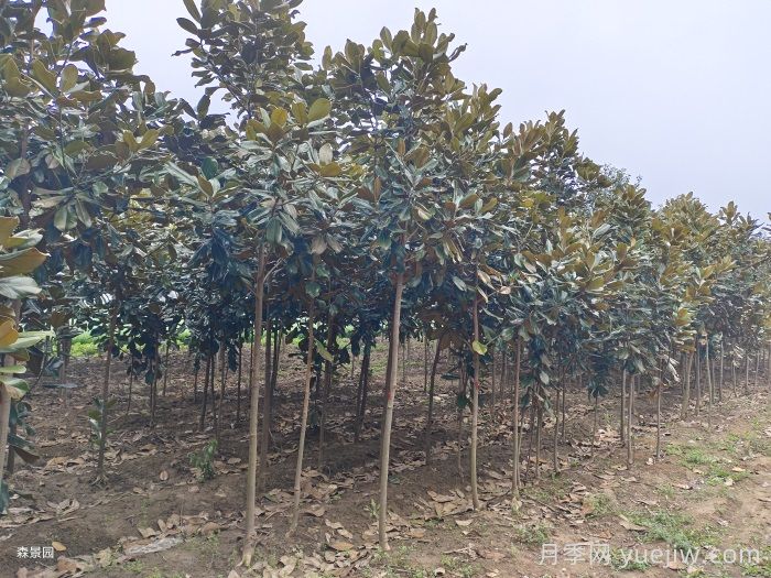 南阳南召广玉兰苗木栽培注意事项(图1)